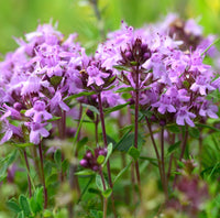 Creeping Thyme 1000 Seeds