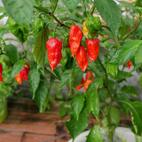 Ghost Pepper Seeds for Planting, Bhut Jolokia, 25 Seeds