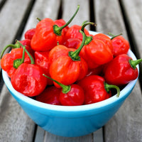 Caribbean Red Habanero Seeds for Planting, 80 Heirloom Seeds, Capsicum chinense