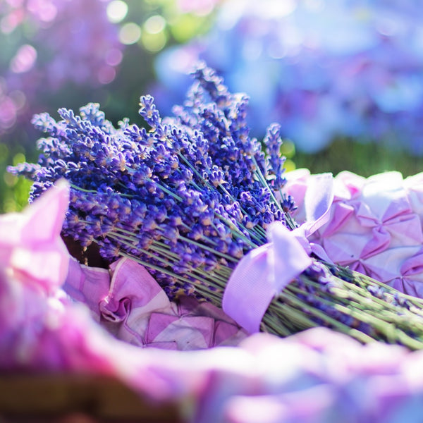 English Lavender Seeds for Planting, 200 Seeds, Lavandula angustifolia