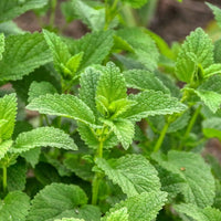 Lemon Balm Seeds | 1/2 Gram - Approximately 600 Seeds | Melissa officinalis | Non-GMO