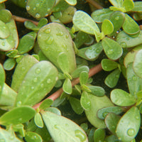 Green Purslane Seeds, 500 Heirloom Seeds, Portulaca oleracea